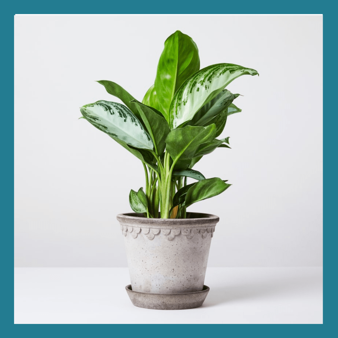 Aglaonema 'silver bay' - Mani's Collection